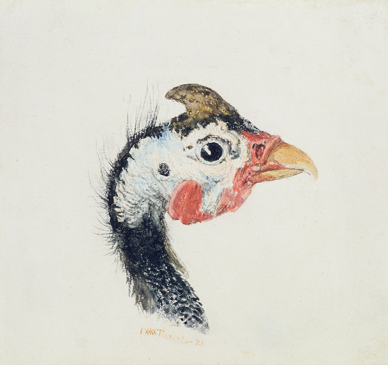 Perliczka, z Księgi ptaków Farnley, c.1816 autorstwa Joseph Mallord William Turner