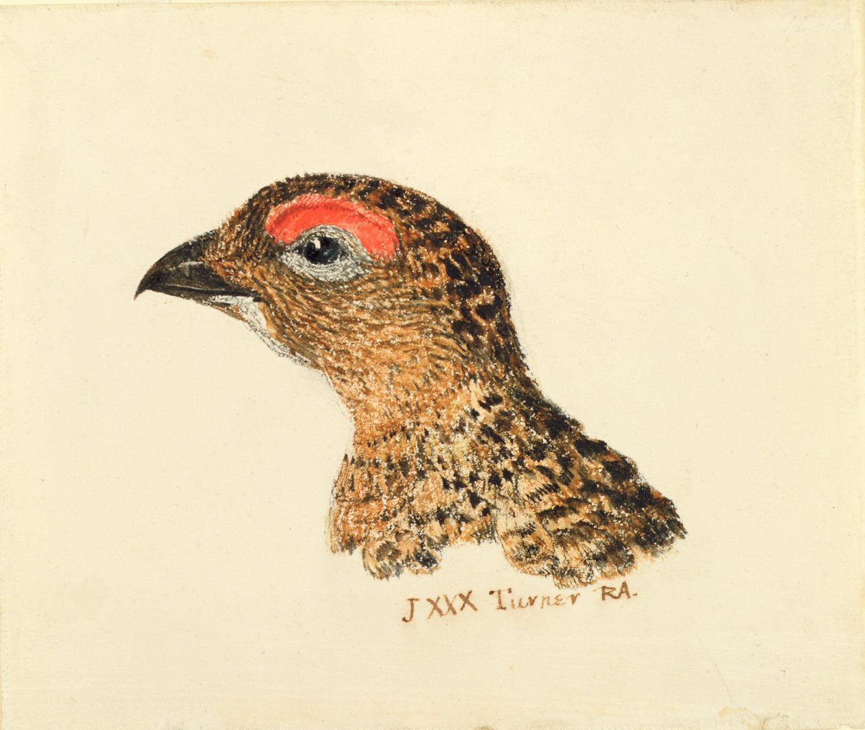 Głowa cietrzewia, z Księgi ptaków Farnley, ok. 1816 (ołówek i akwarela na papierze) autorstwa Joseph Mallord William Turner