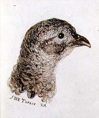 Bażant z Farnley Book of Birds, ok. 1816 (pióro i atrament oraz akwarela na papierze) autorstwa Joseph Mallord William Turner