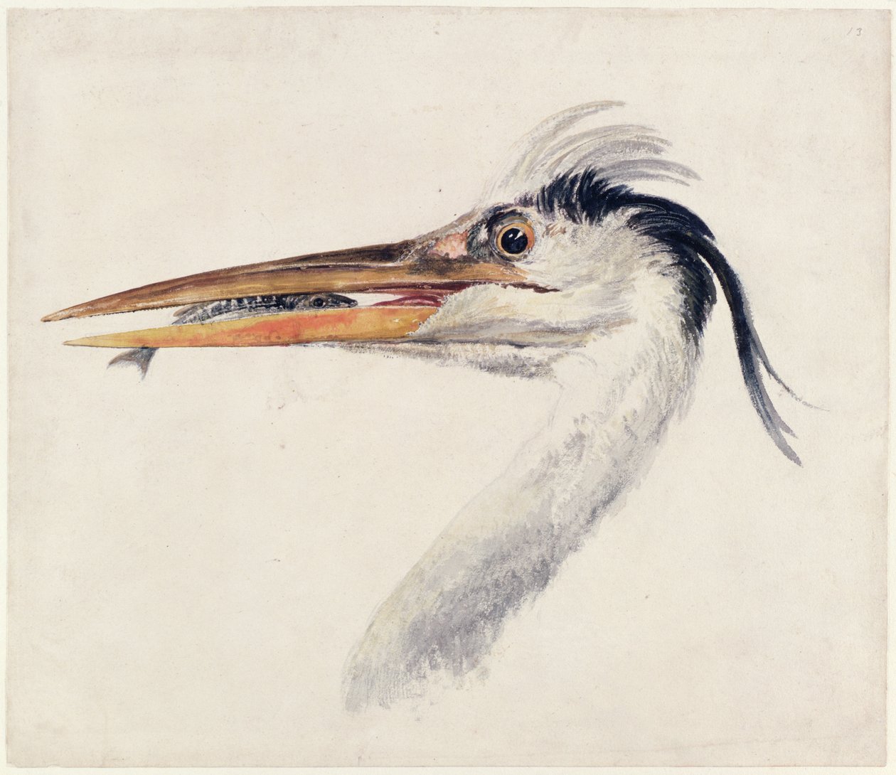 Czapla, z Księgi ptaków Farnley, ok. 1816 (pióro i atrament oraz akwarela na papierze) autorstwa Joseph Mallord William Turner