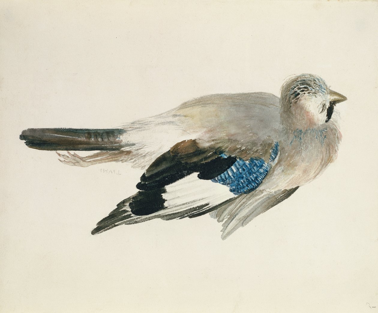 Jay, z Księgi ptaków Farnley, ok. 1816 (ołówek i akwarela na papierze) autorstwa Joseph Mallord William Turner