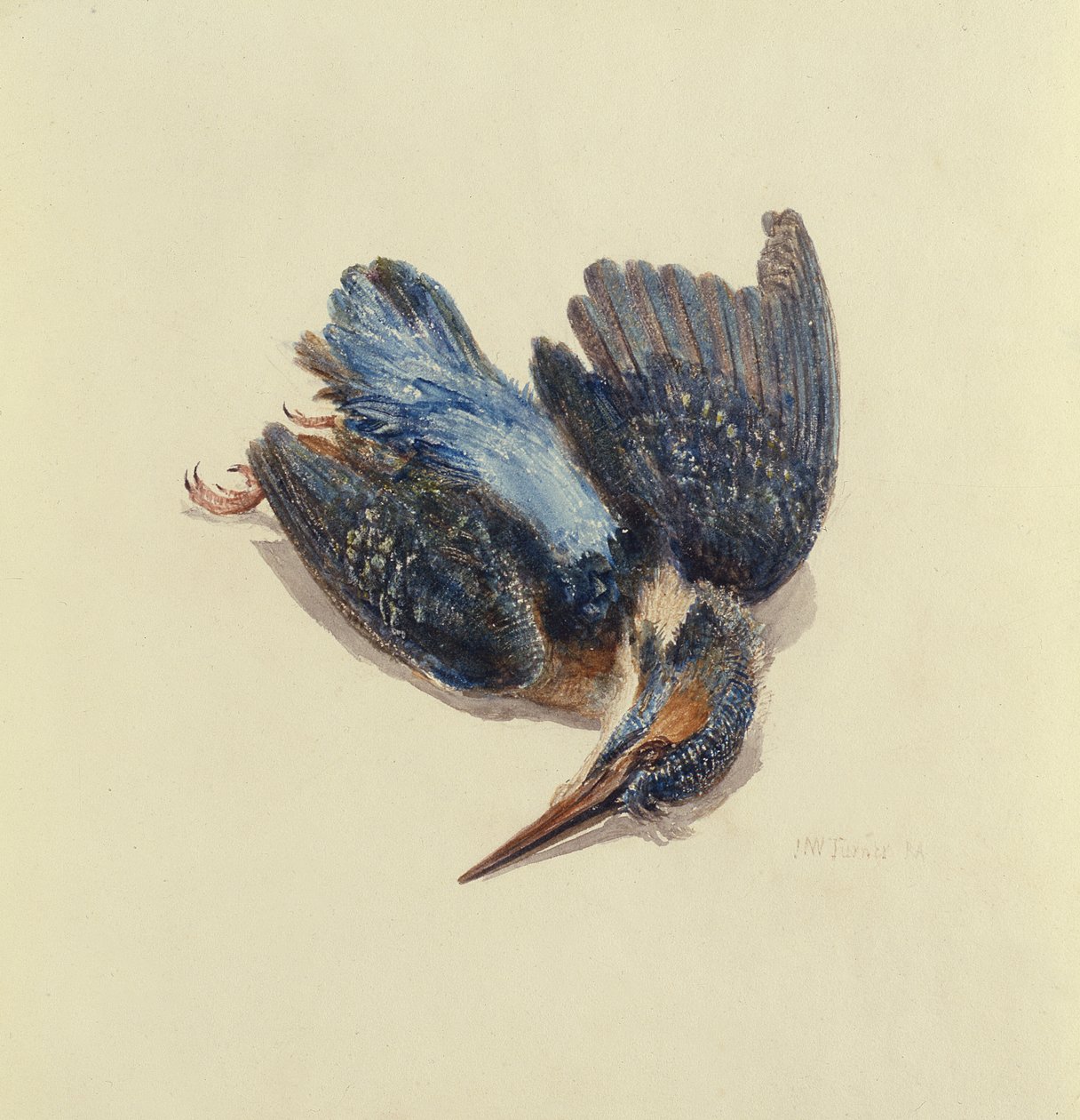 Zimorodek, z Księgi ptaków Farnley, ok. 1816 (pióro i atrament oraz akwarela na papierze) autorstwa Joseph Mallord William Turner