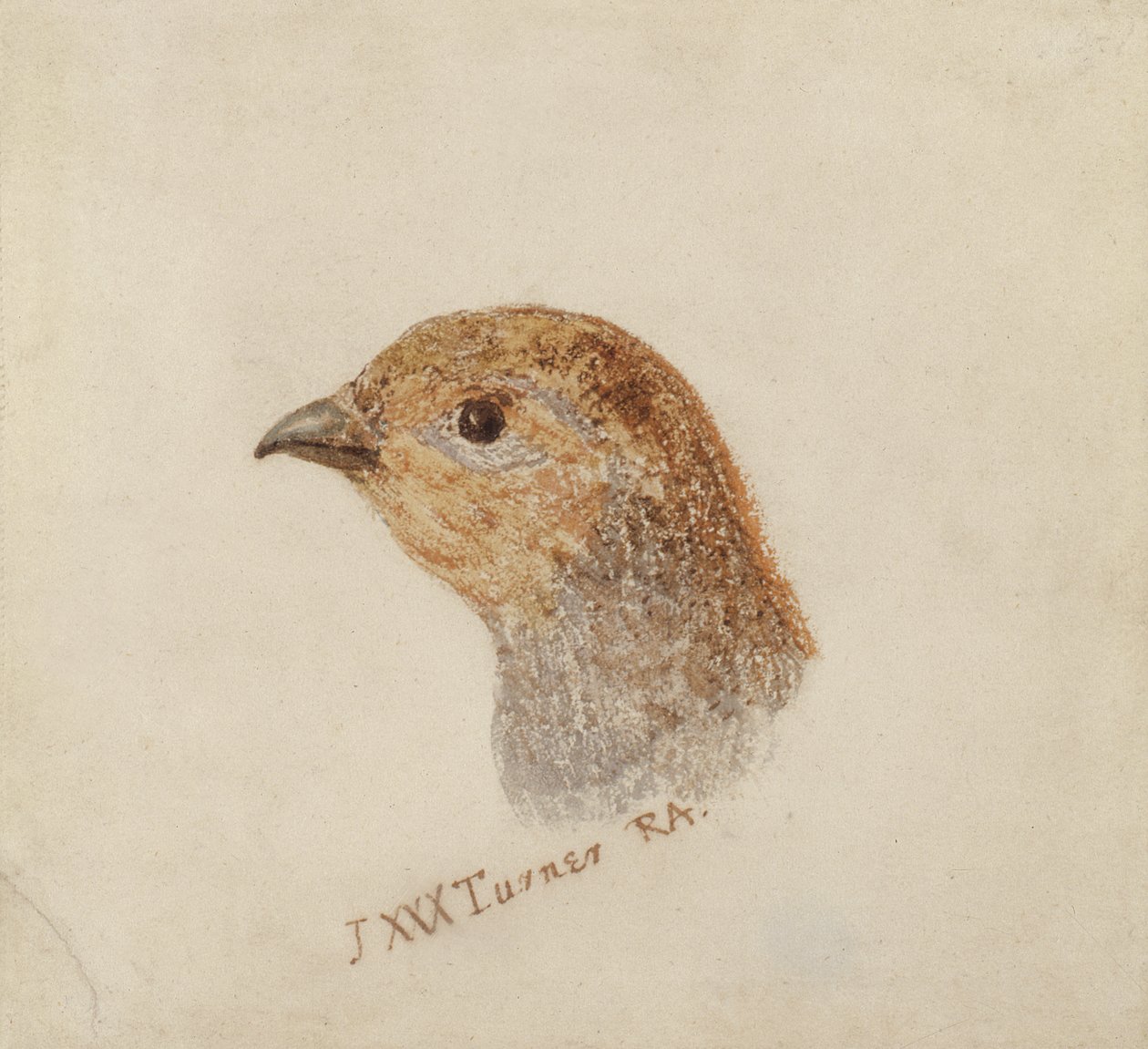 Kuropatwa, z Księgi ptaków Farnley, ok. 1816 (ołówek i akwarela na papierze) autorstwa Joseph Mallord William Turner