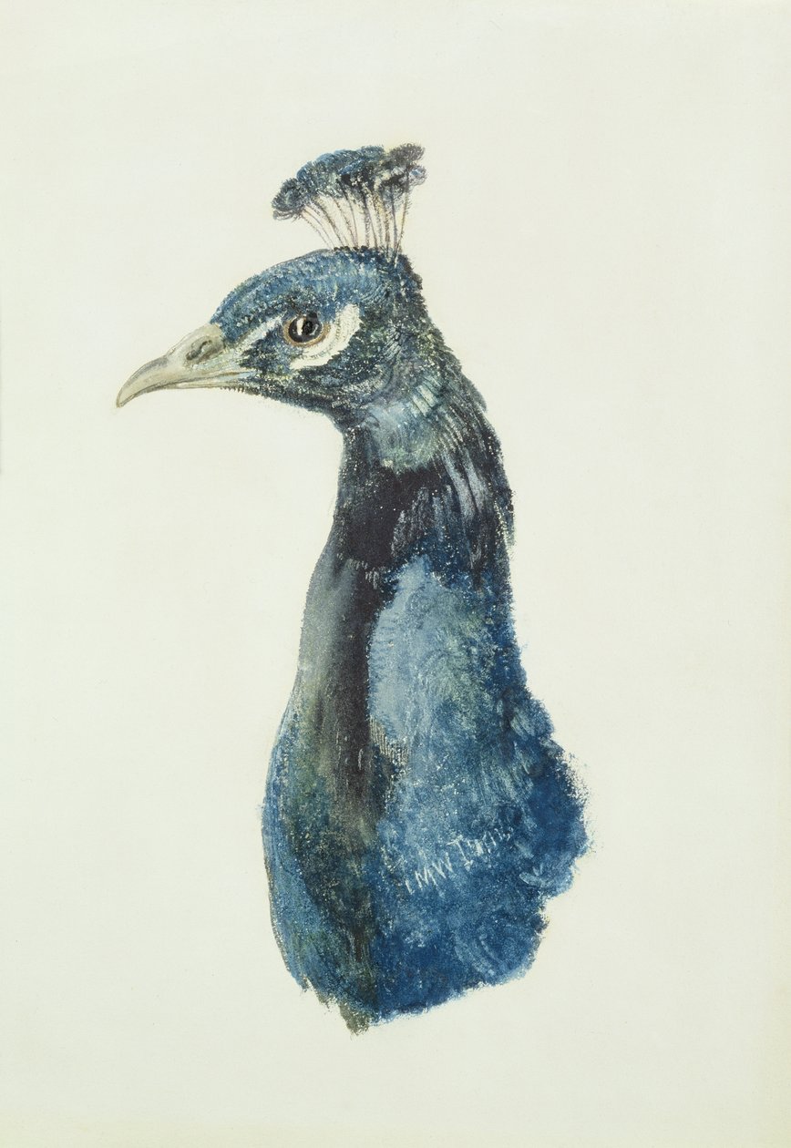 Paw, z Księgi ptaków Farnley, ok. 1816 (ołówek i akwarela na papierze) autorstwa Joseph Mallord William Turner