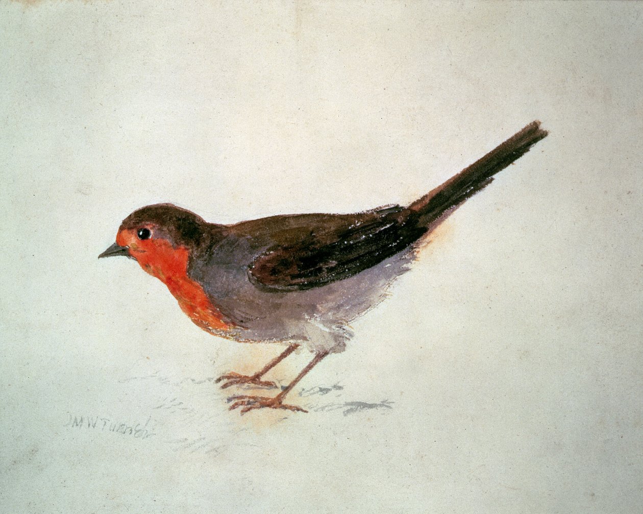 Robin, z Księgi ptaków Farnley, ok. 1816 (ołówek i akwarela na papierze) autorstwa Joseph Mallord William Turner