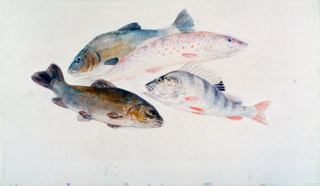 Studium ryb: dwa liny, pstrąg i okoń, ok. 1822-1824. autorstwa Joseph Mallord William Turner