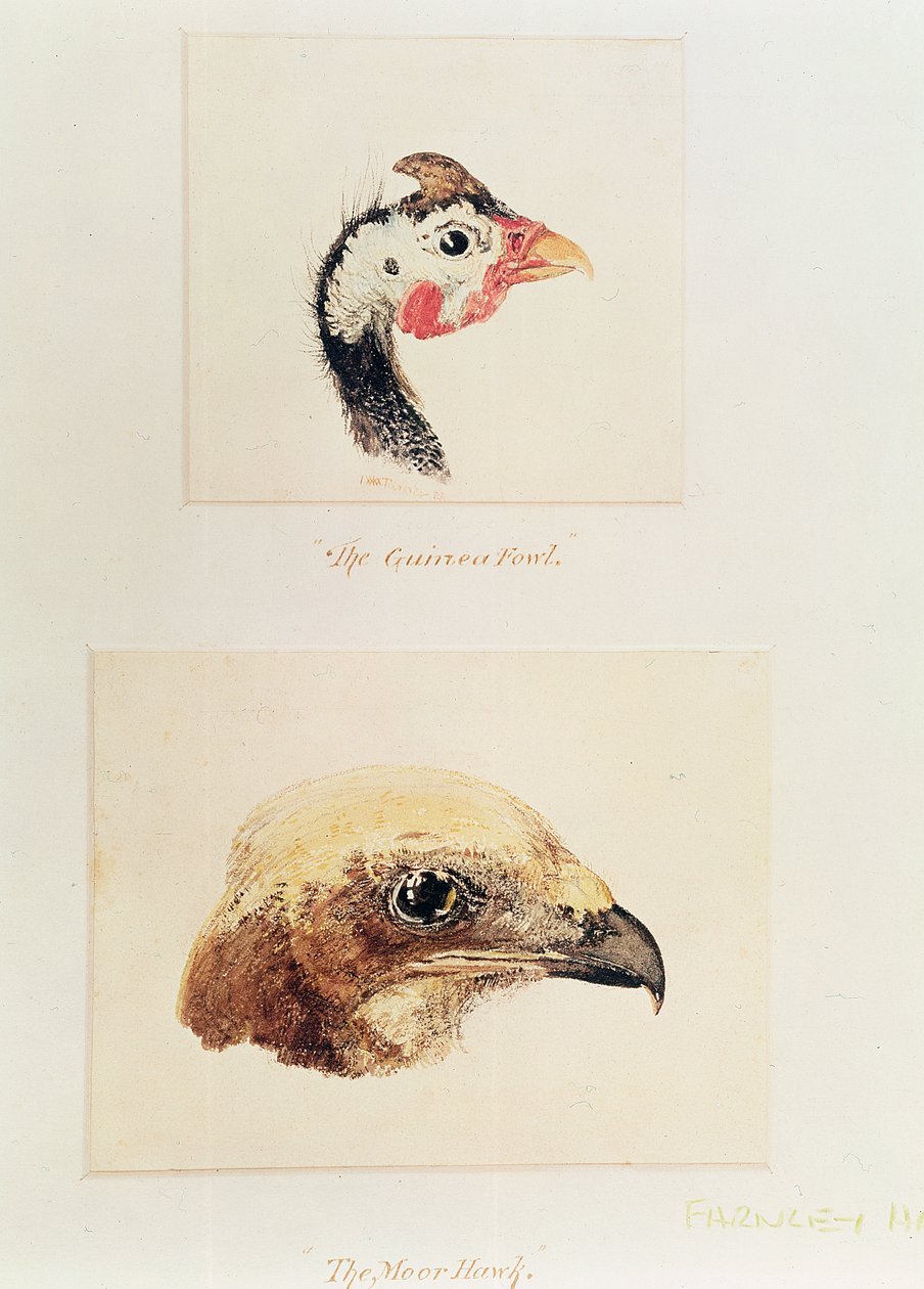 Perliczka i Moor Jastrząb autorstwa Joseph Mallord William Turner