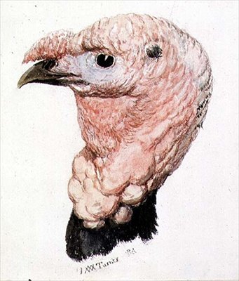 Indyk, z Księgi ptaków Farnleya, ok. 1816 (pióro, tusz i akwarela na papierze) autorstwa Joseph Mallord William Turner