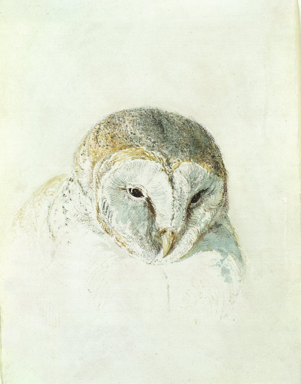Płomykówka biała, z Księgi ptaków Farnley, ok. 1816 (ołówek i akwarela na papierze) autorstwa Joseph Mallord William Turner
