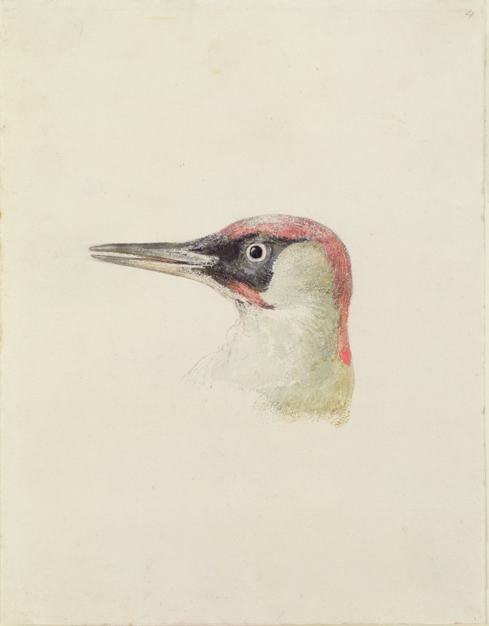 Dzięcioł, z Księgi ptaków Farnley, ok. 1816 (ołówek i akwarela na papierze) autorstwa Joseph Mallord William Turner