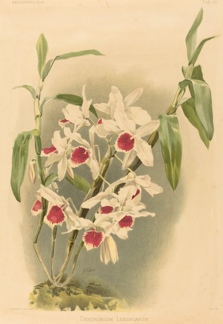 Dendrobium Leechianum. autorstwa Joseph Mansell