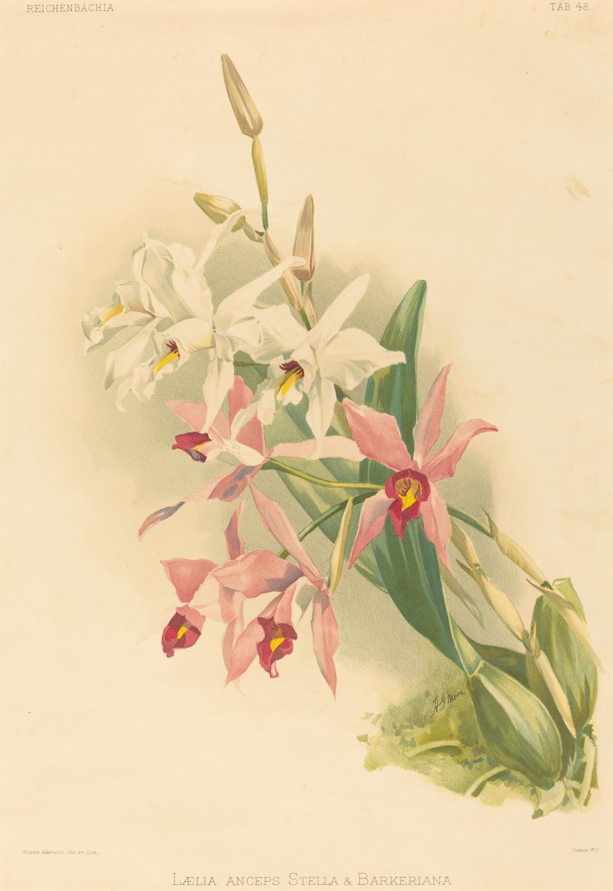 Laelia Anceps Stella & Barkeriana. autorstwa Joseph Mansell