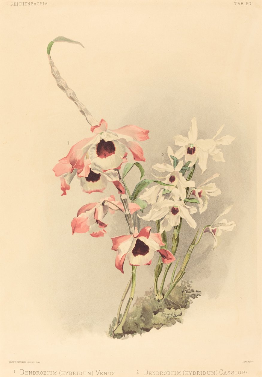 Dendrobium (Hybridium) Venus i Dendrobium (Hybridium) Cassiope autorstwa Joseph Mansell after Henry George Moon