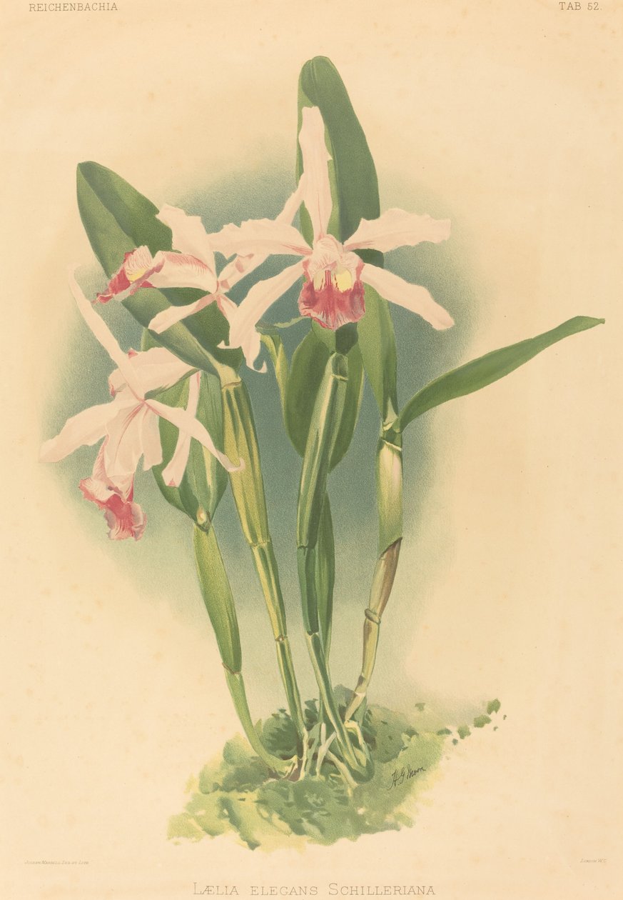 Laelia Elegans Schilleriana autorstwa Joseph Mansell after Henry George Moon