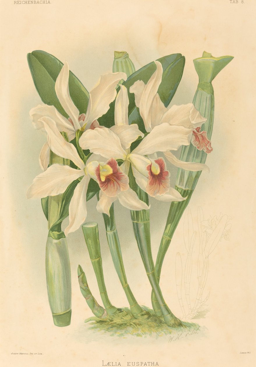 Laelia Euspatha autorstwa Joseph Mansell after Walter Hood Fitch