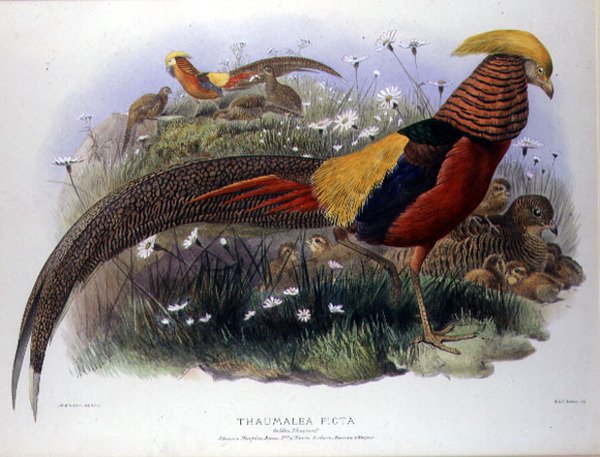Thaumalea picta (Złoty Bażant) grawerowane przez M. & N. Hanhart autorstwa Joseph and Smit J. Wolf