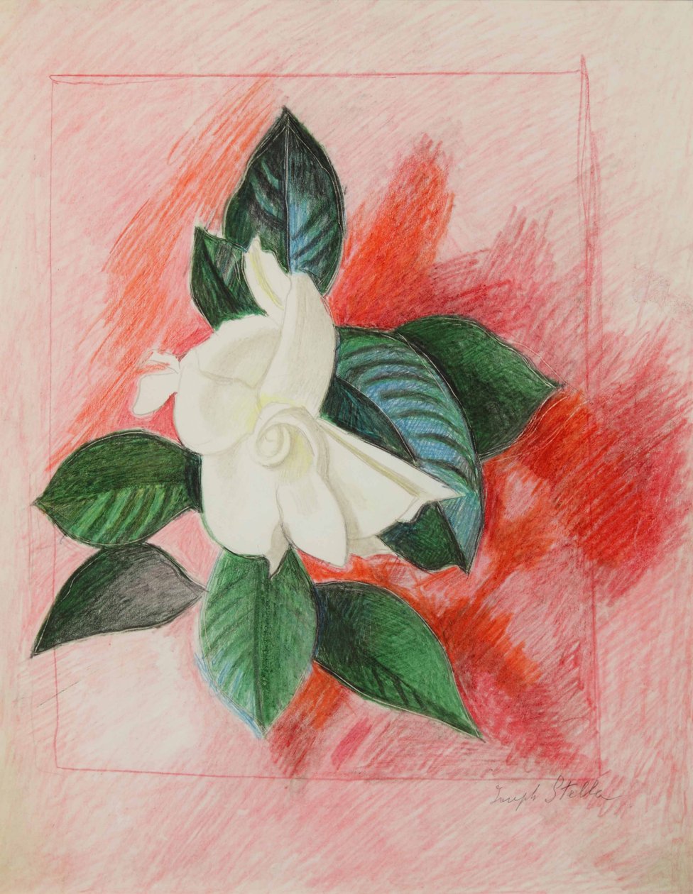 Gardenia, ok. 1940 (kolorowy ołówek i grafit na papierze) autorstwa Joseph Stella