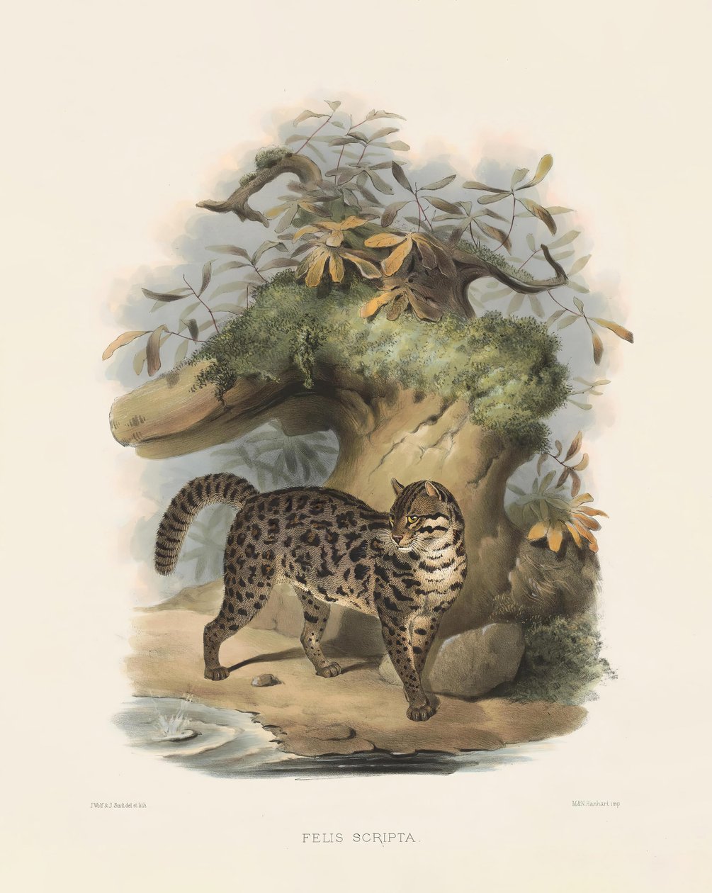  autorstwa Joseph Wolf