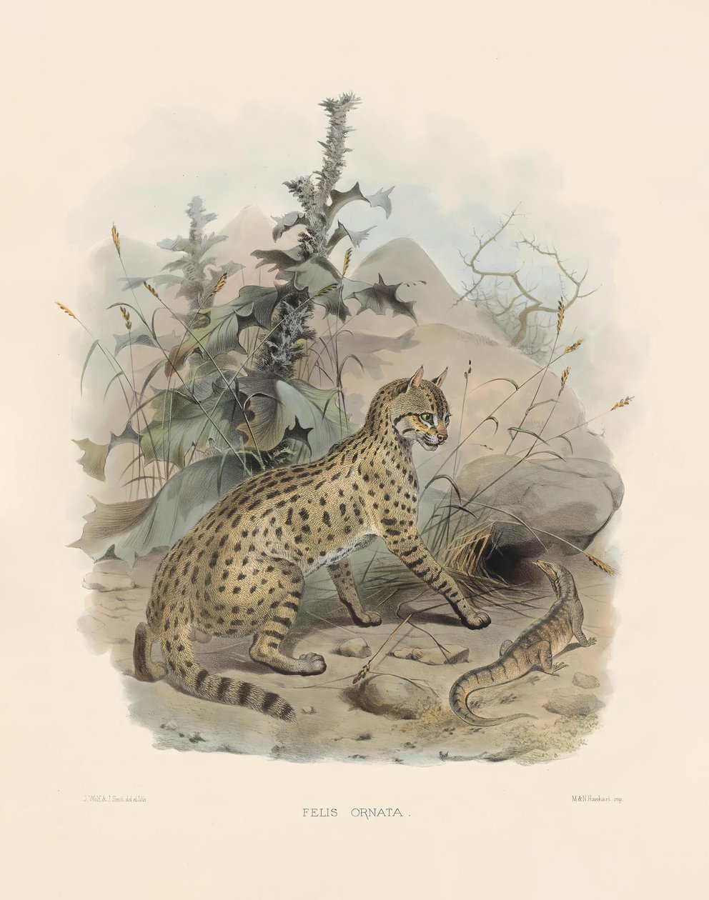  autorstwa Joseph Wolf