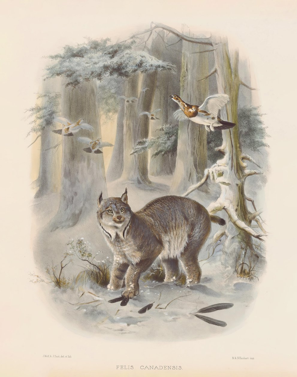  autorstwa Joseph Wolf