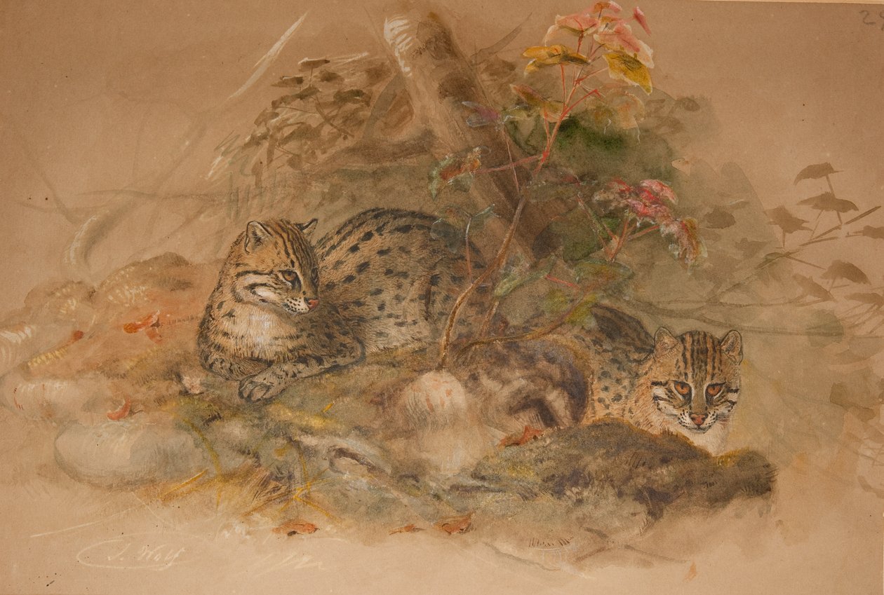 Pantera mglista (Fleis macrocelis) (akwarela na papierze) autorstwa Joseph Wolf