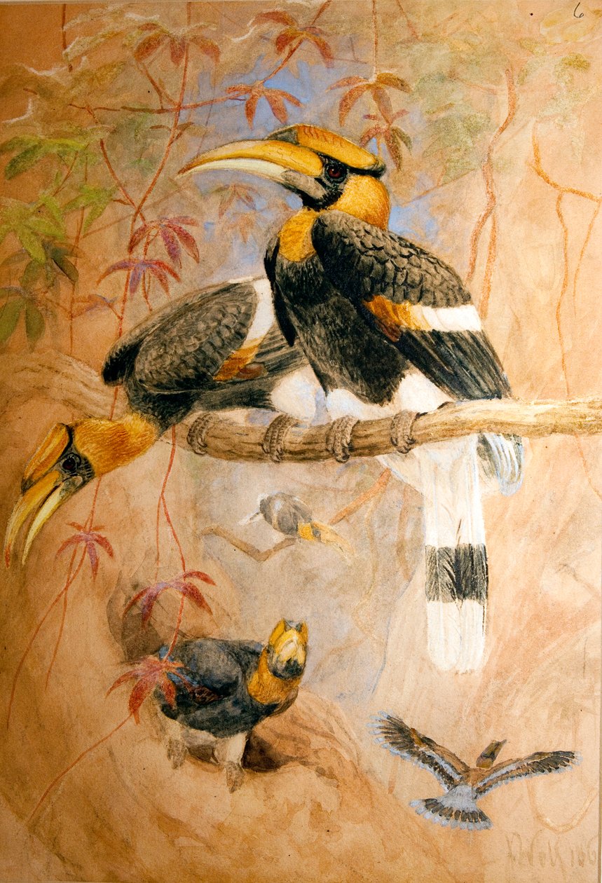Dzioborożec wklęsło-wypukły (Dichoceros bicornis), 1856-67 autorstwa Joseph Wolf