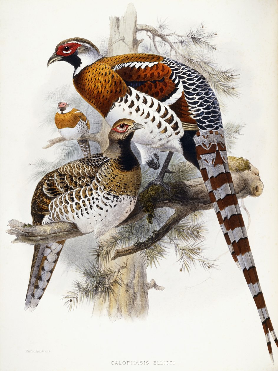 Bażant Elliota, 1865 autorstwa Joseph Wolf