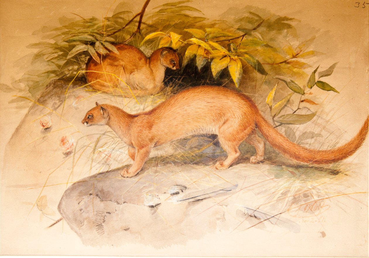Uszy autorstwa Joseph Wolf
