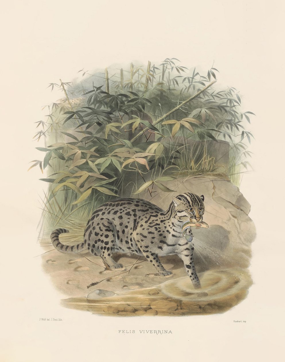  autorstwa Joseph Wolf