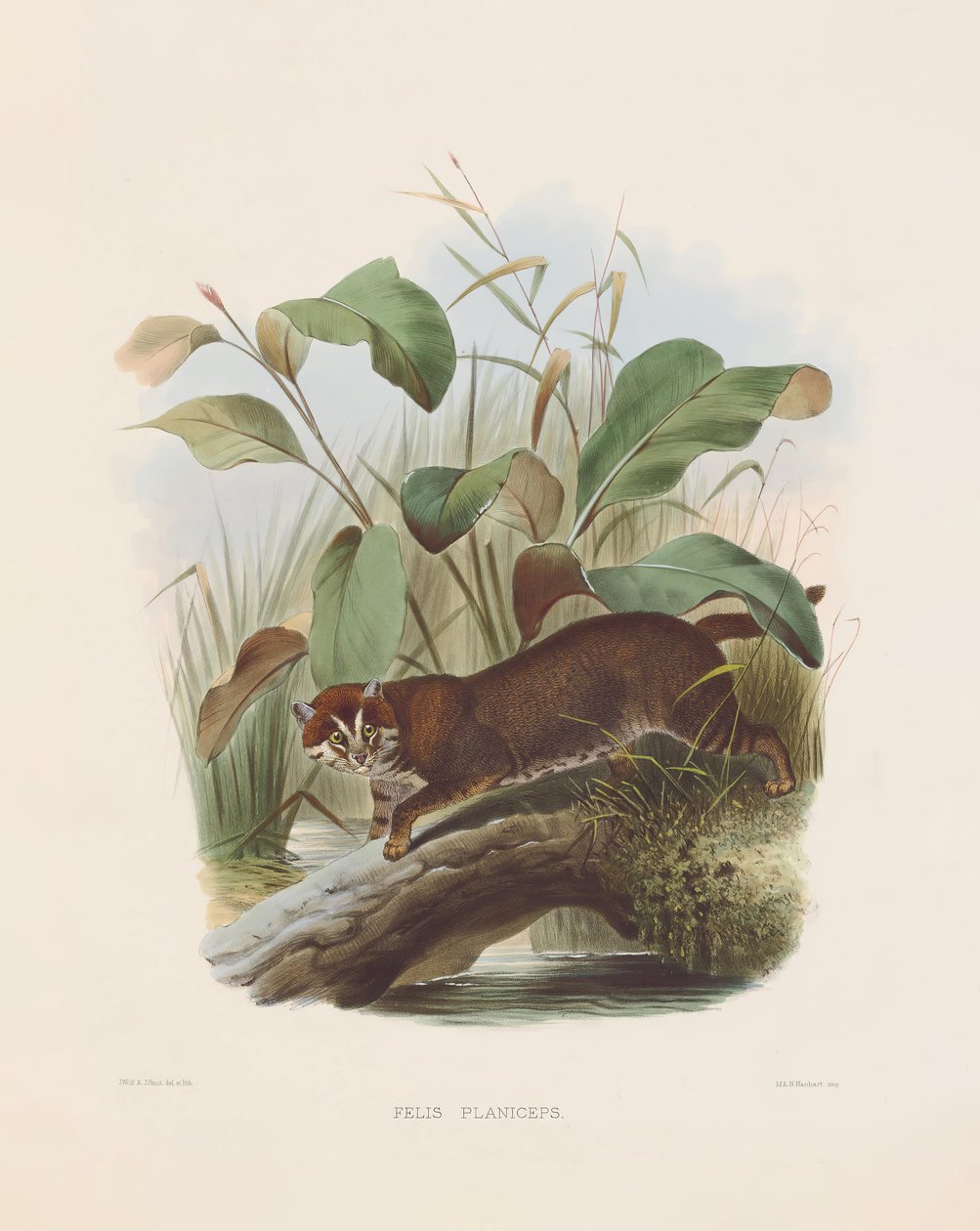  autorstwa Joseph Wolf