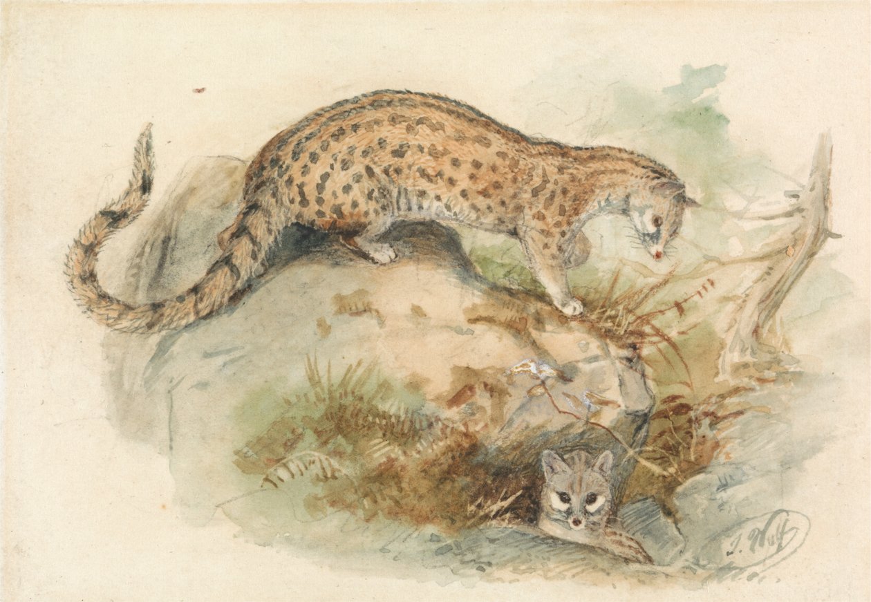 jeźdźcy autorstwa Joseph Wolf