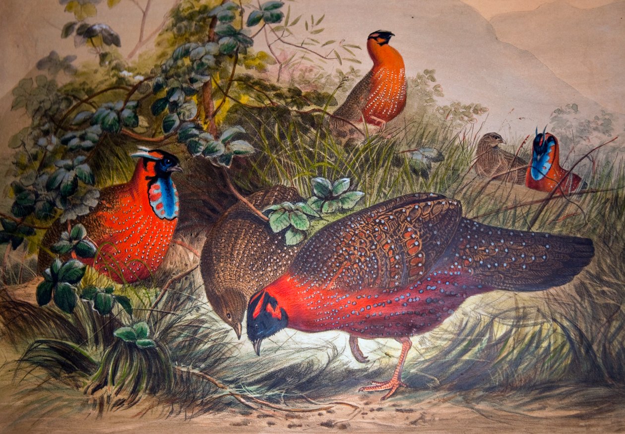 Tragopan rogaty, 1861 autorstwa Joseph Wolf