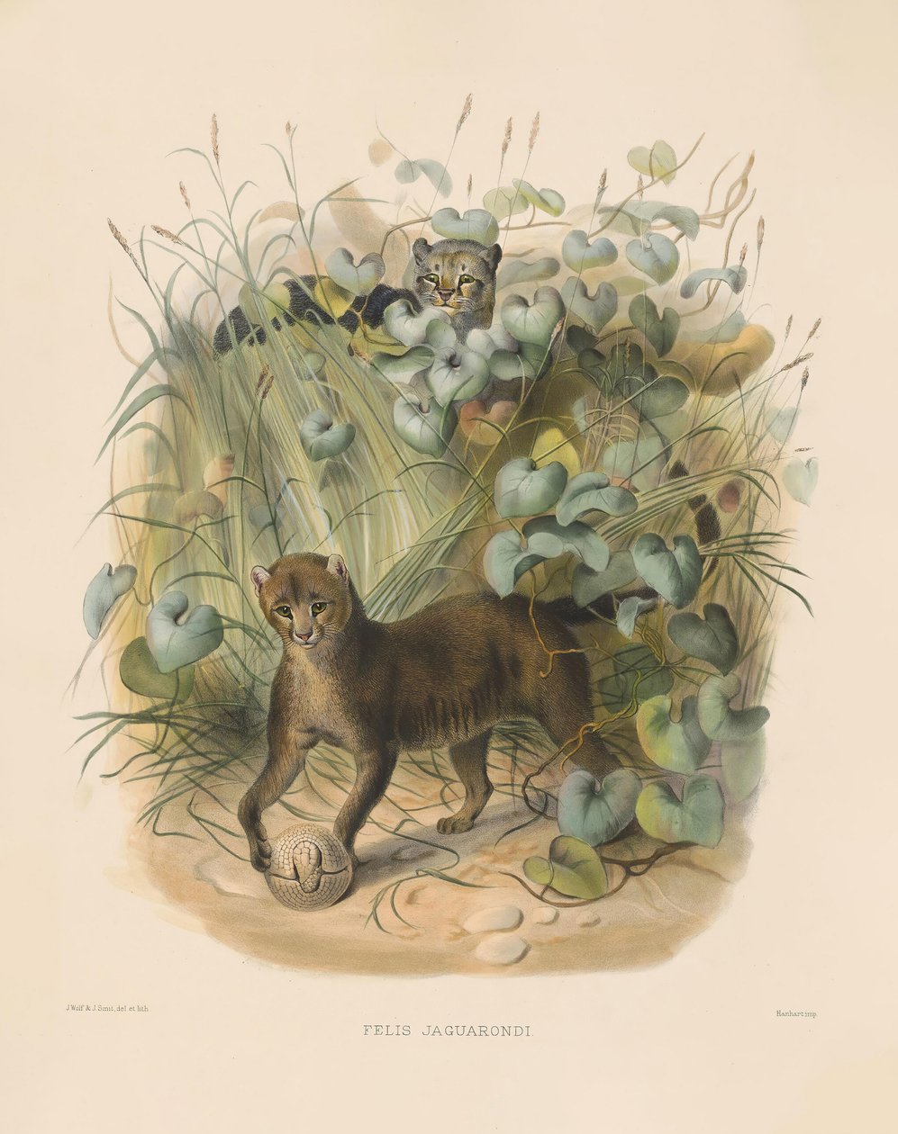  autorstwa Joseph Wolf