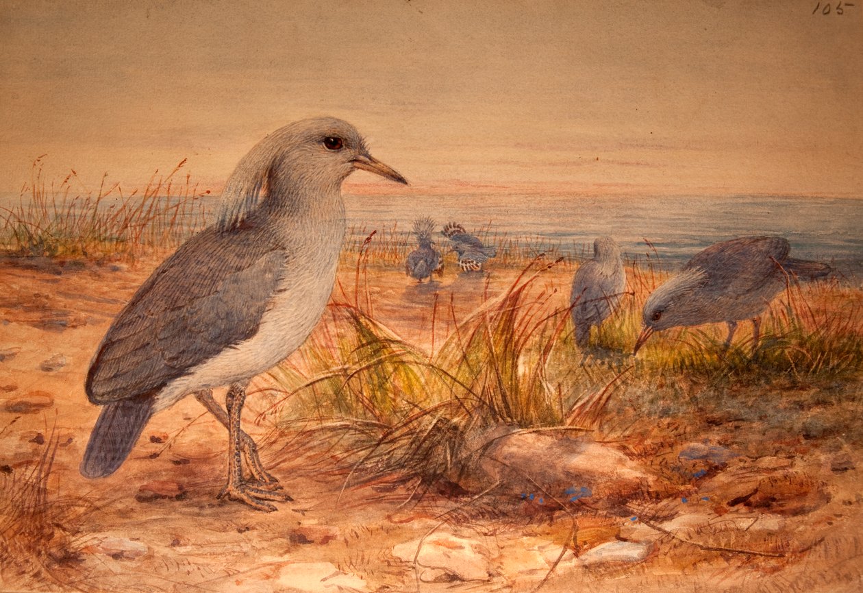 Kagu (Rhinochetus jubatus), ok.1851-76 (wc i ołówek na papierze) autorstwa Joseph Wolf