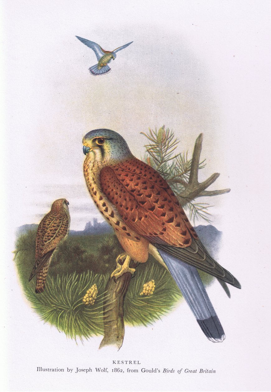 Kestrel, Nature in Britain, wydane przez Collins, 1946 autorstwa Joseph Wolf