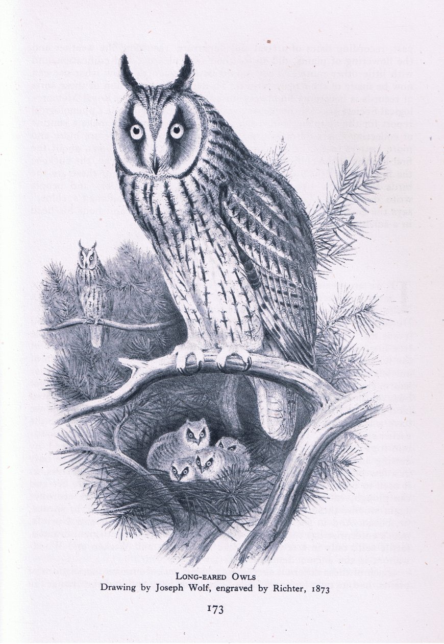 Sowa uszata, Nature in Britain, wyd. Collins, 1946 autorstwa Joseph Wolf