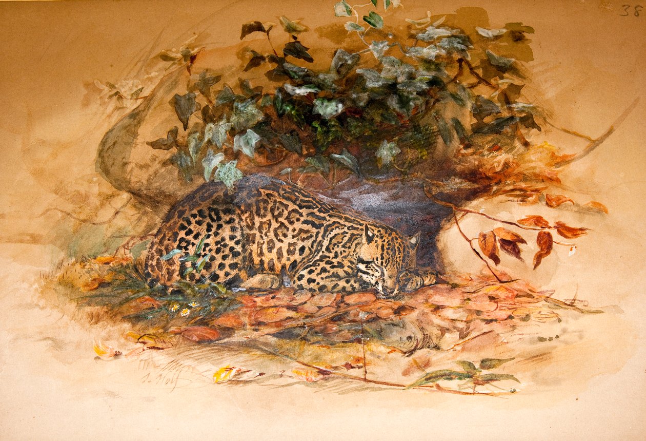 Ocelot autorstwa Joseph Wolf