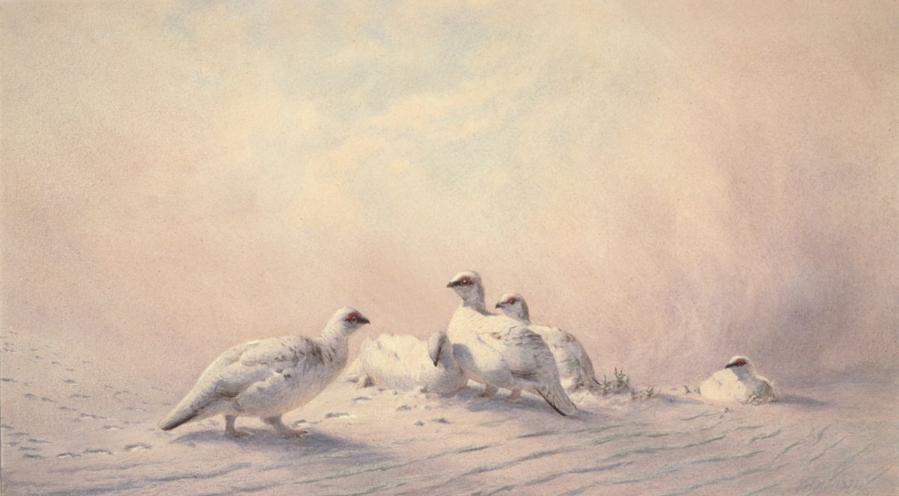 Ptarmigan, zima, 1873 (wc) autorstwa Joseph Wolf