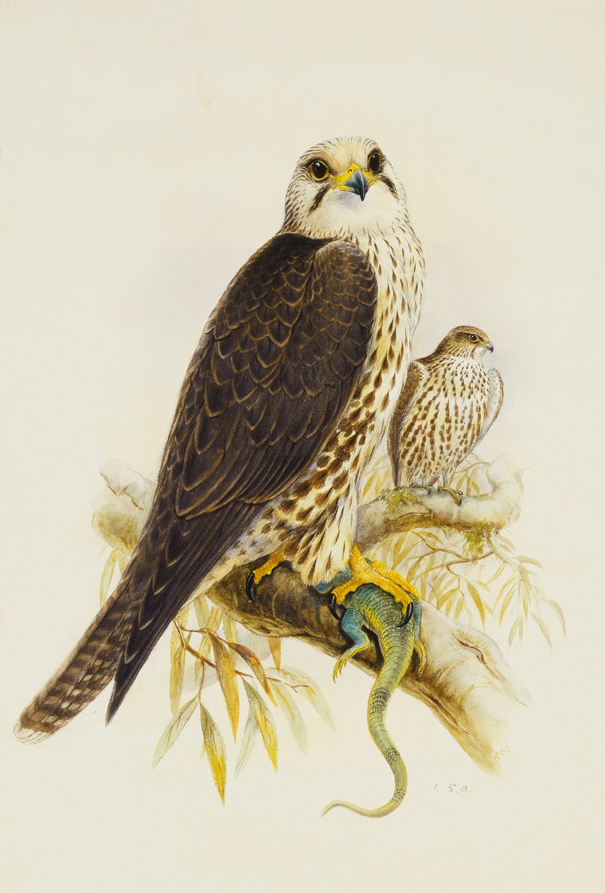 Saker Sokół, autorstwa Joseph Wolf