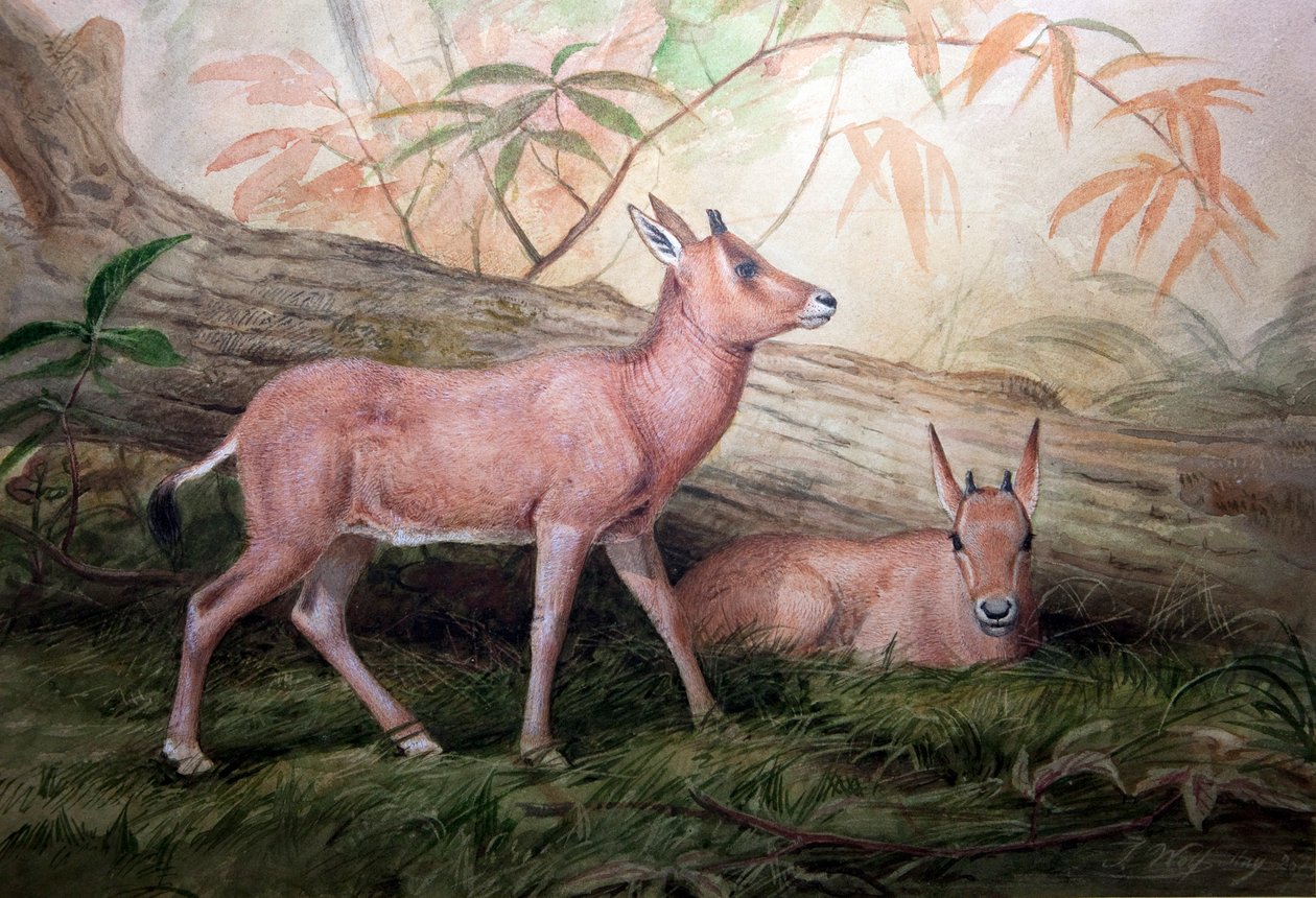 Scimitar Rogaty Oryx Cielęta, ok. 1850 r. autorstwa Joseph Wolf