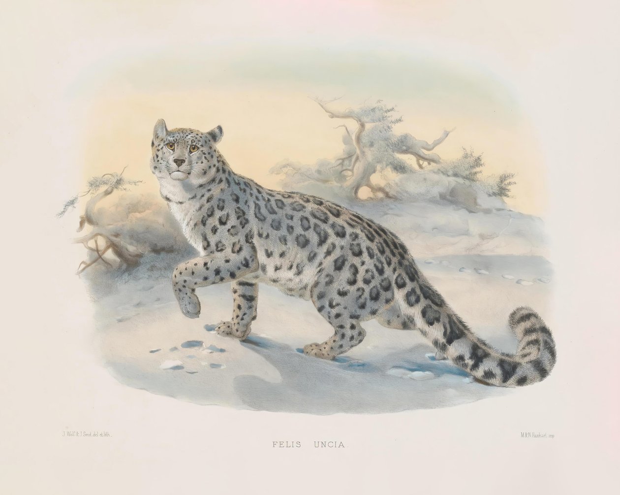  autorstwa Joseph Wolf