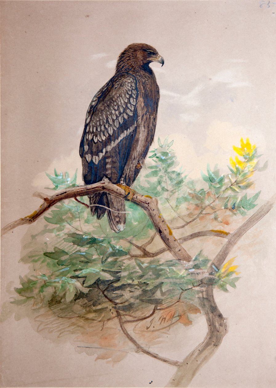 Orlik krzykliwy (Aquila clanga), 1856-67 autorstwa Joseph Wolf