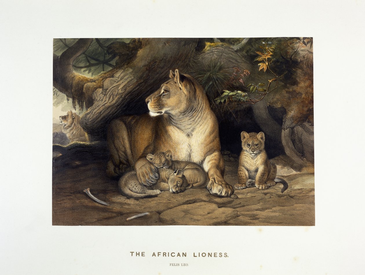 Lwica afrykańska, ok. 1880-1883 autorstwa Joseph Wolf
