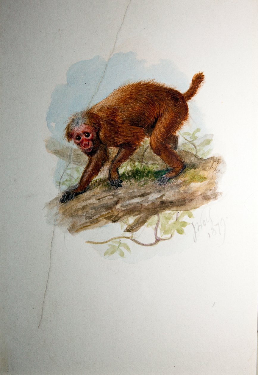 Uacari, ok. 1850 r. autorstwa Joseph Wolf