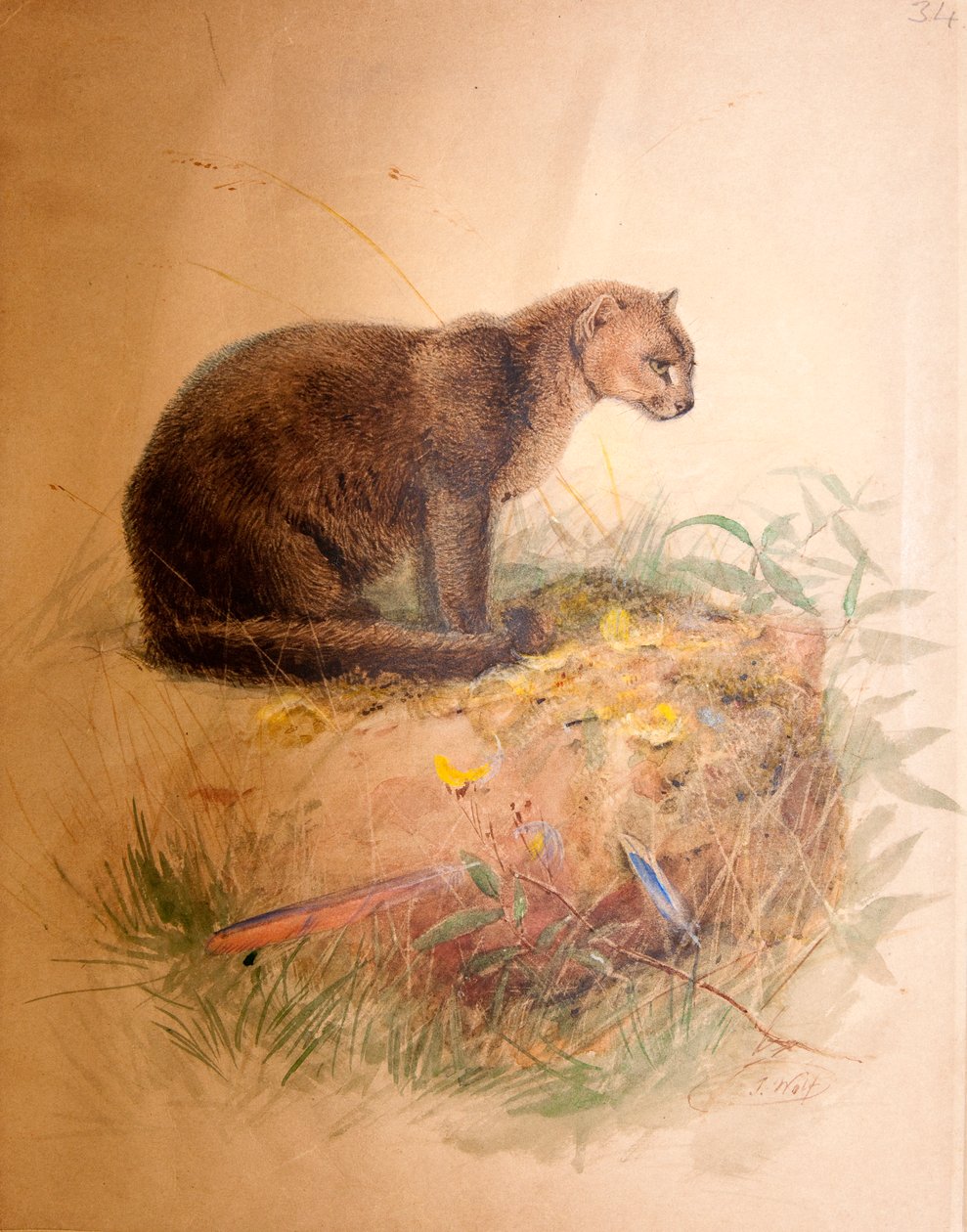 Kot Yagurundi, 1851-69 autorstwa Joseph Wolf