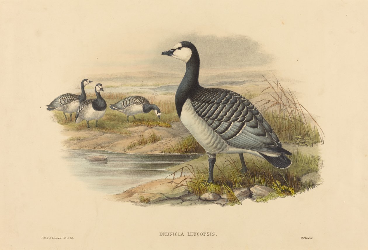 Bernikla Leucopsis (Bernicla Leucopsis) autorstwa Joseph Wolf and H.C. Richter