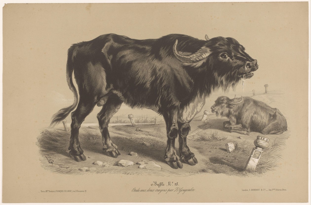 Bawół Buffalo (tytuł na obiekcie) Dierenstudies w twee soorten krijt (tytuł serii) Studium z dwoma ołówkami Z. Gengembre (tytuł serii) autorstwa Joseph Zephyris Gengembre