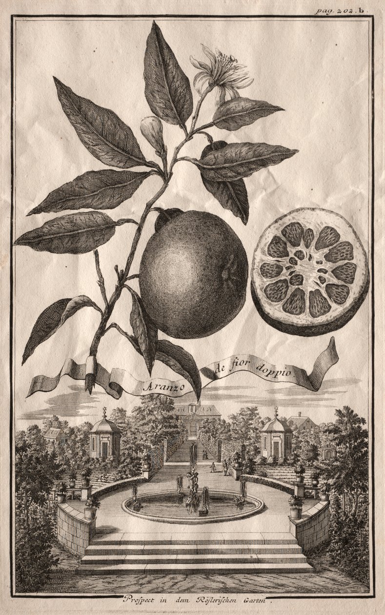 Hesperydy Norymberskie: Podwójne Aranzo de fior autorstwa Joseph de Montalegre
