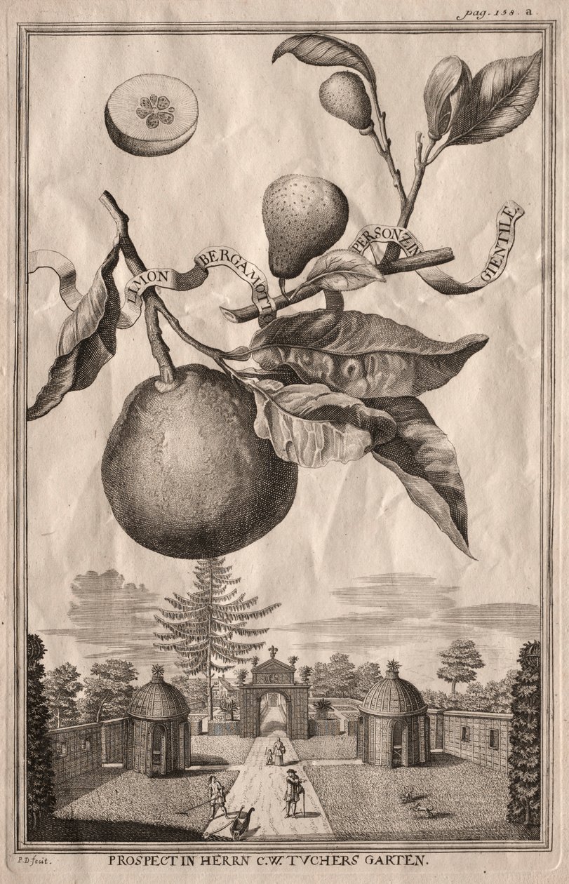 Nurnbergische Hesperides: Limon bergamot personzin gientile, 1714. autorstwa Joseph de Montalegre