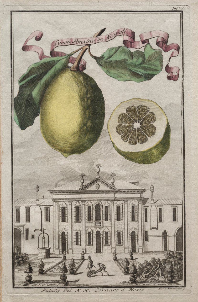 Norymberskie Hesperydy: No125 - Limon Ponzino da Neapoli. Palazzo del N. H. Cornaro à Fiesso, c170 autorstwa Joseph de Montalegre